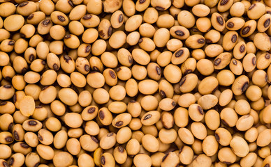Soy beans organic, Closeup macro shot.