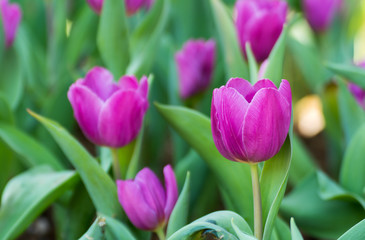 purple tulip in field