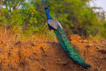 Male Indian peafowl, Blue peafowl(Pavo cristatus) in real nature