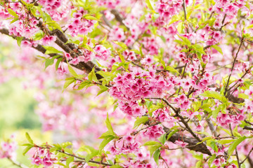 pink cherry blossom background