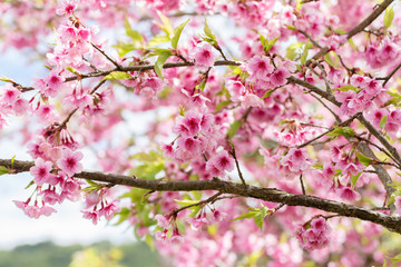 Obraz premium pink cherry blossom background