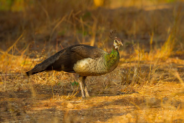 femaleIndian peafowl, Blue peafowl(Pavo cristatus) in real nature