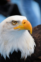 Pygargue à tête blanche