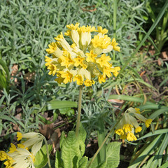 Himmelschlüssel, Schlüsselblume, Primula veris