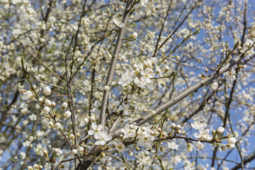 flower, tree, plum, spring, white, many, sky, detail, background, nature, branch, garden, season, 
flowering plum tree with blue sky in the background
