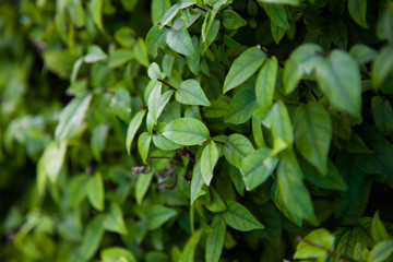 Fototapeta na wymiar Green tree leaf in the nature