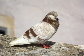 A pigeon sits in the city on a wall.