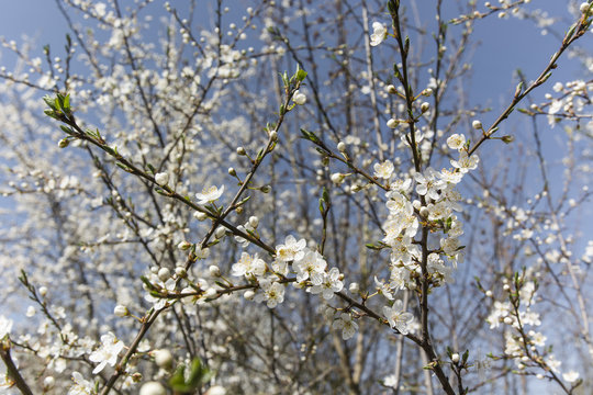 flower, tree, plum, spring, white, many, sky, detail, background, nature, branch, garden, season, 
flowering plum tree with blue sky in the background
