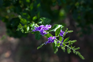 Purple flower close up