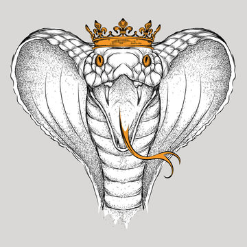 Hand draw King Cobra in the crown. Vector illustration