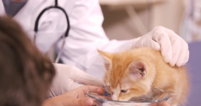 Child feeding a cat with milk