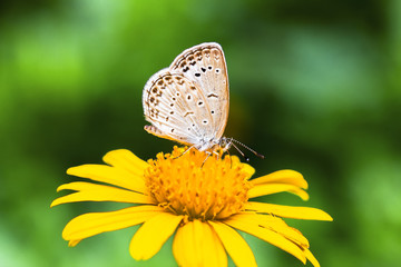 Fototapeta na wymiar Butterflies, sunshine, Daisy, chrysanthemum, flowers