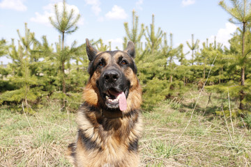 German shepherd dog in beautiful spring day