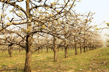 Fototapeta premium Pear flower