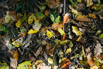 autumn