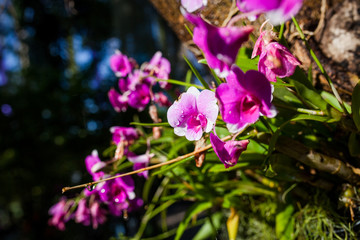 Orchid flowers in Thailand