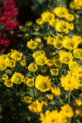 Beautiful Calendula in park