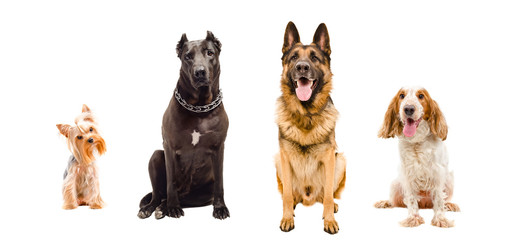 Portrait of four dogs sitting together