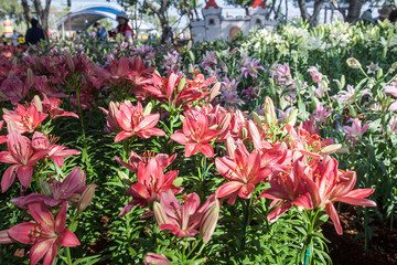 Tulip in  Garden