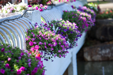 Beautiful flowers in Garden, Thailand.