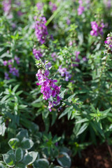 Lavandula  in park