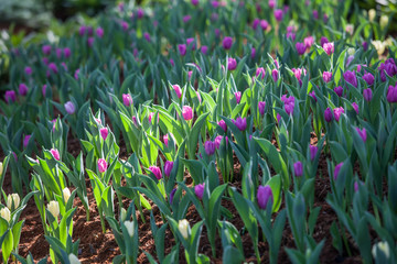 Fototapeta premium Tulip in Garden