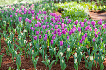 Tulip in  Garden