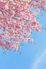 Fleurs de cerisier japonais au Japon