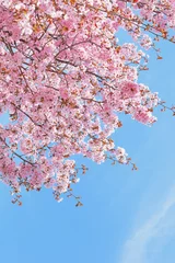 Türaufkleber Kirschblüte Japanische Kirschblüten in Japan