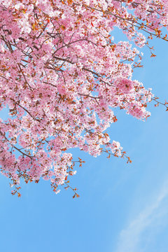 日本の桜　Cherry blossom in Japan