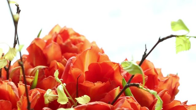 Beautiful bouquet of orange tulips turning. 