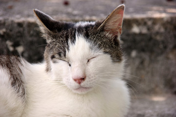 いねむりするノラネコ