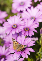 Butterfly and purple sunflowers