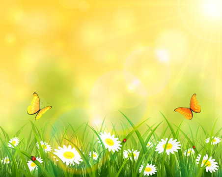Sunny background with grass and flowers