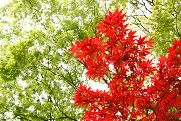 紅葉