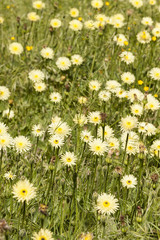 Fototapeta premium Dandelion, Taraxacum, yellow flowers
