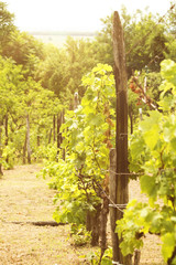 Vineyard