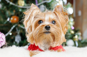 Cute Yorkshire Terrier in front of Christmas tree