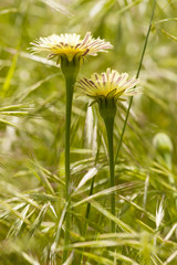 Dandelion, Taraxacum, yellow flowers