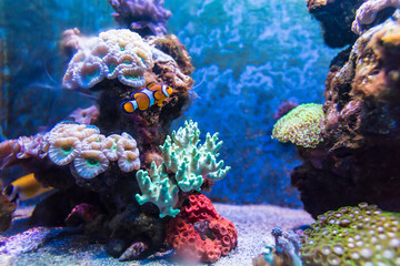 Naklejka na ściany i meble Tropical Fish in Aquarium