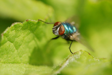 Bluebottle Fly,  Bottlebee, Calliphora vomitori