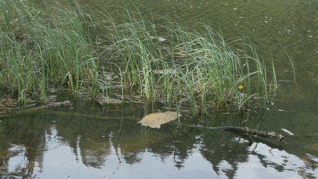 A bush o cattail on the lake is swaing in the wind.