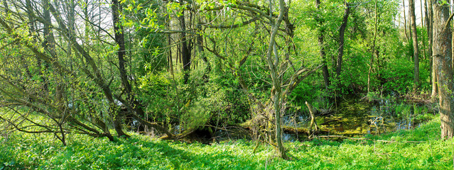 Panoramic image of the green swamp in the forest