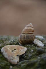 Snail shell on the rock