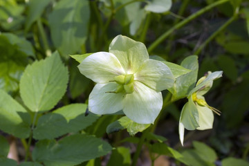 Hellebore flower (helleborus foetidus)