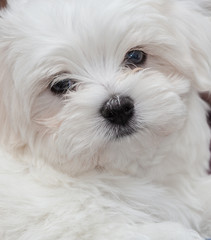 Maltese Puppy