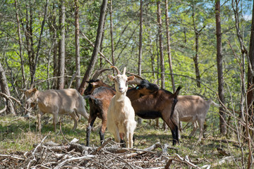 chèvres dans la forêt