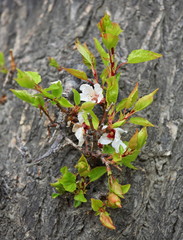 Apricot flowers on bark of old tree trunk