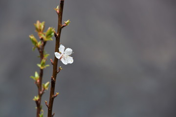 Blossoming apricot flowers on twigs