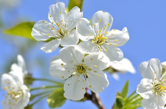 Kirschbaumbl&uuml;te / Schattenmorelle